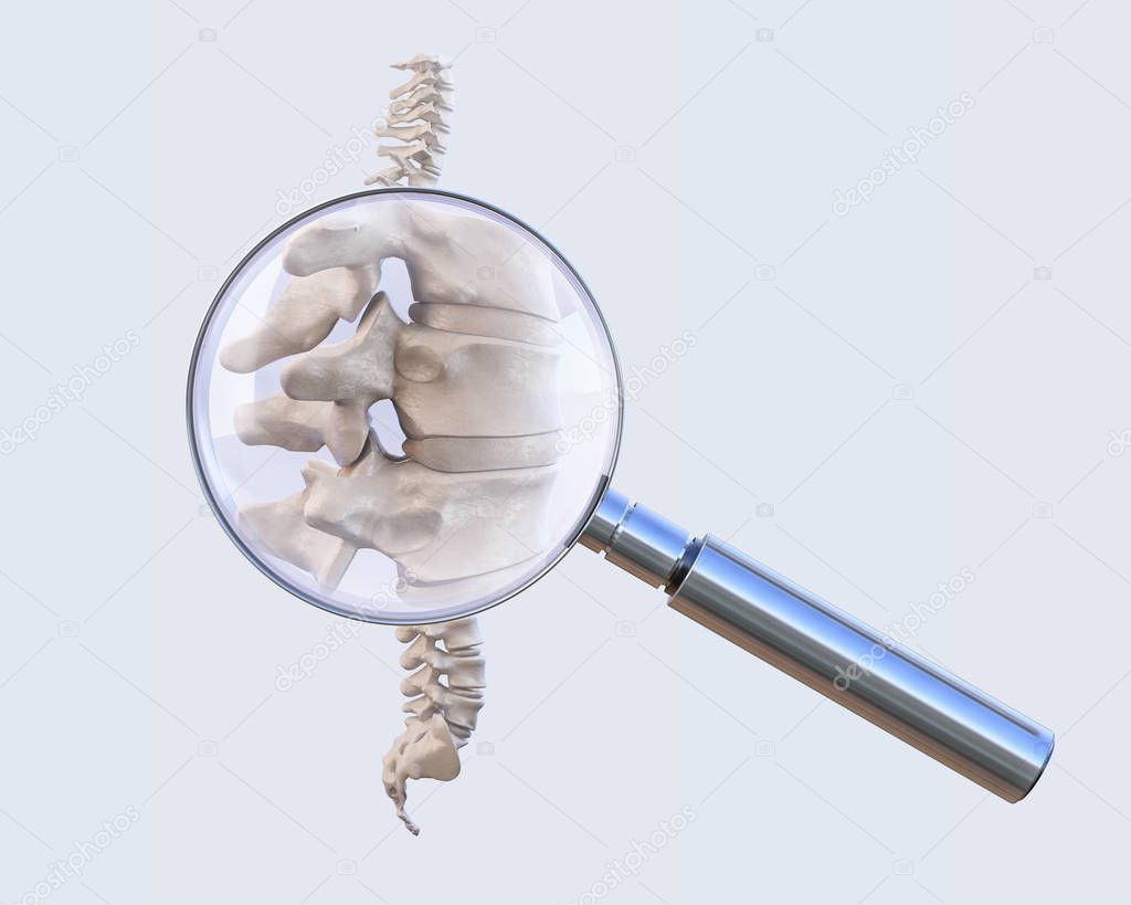 Human spine vertebrae anatomy through