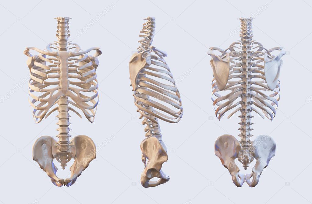 Human skeleton vertebrae anatomy. Spine