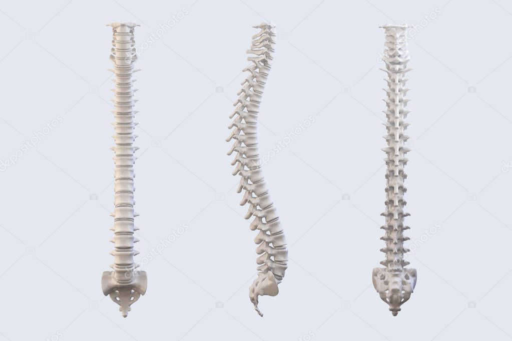Human vertebrae anatomy. Spine vertebral