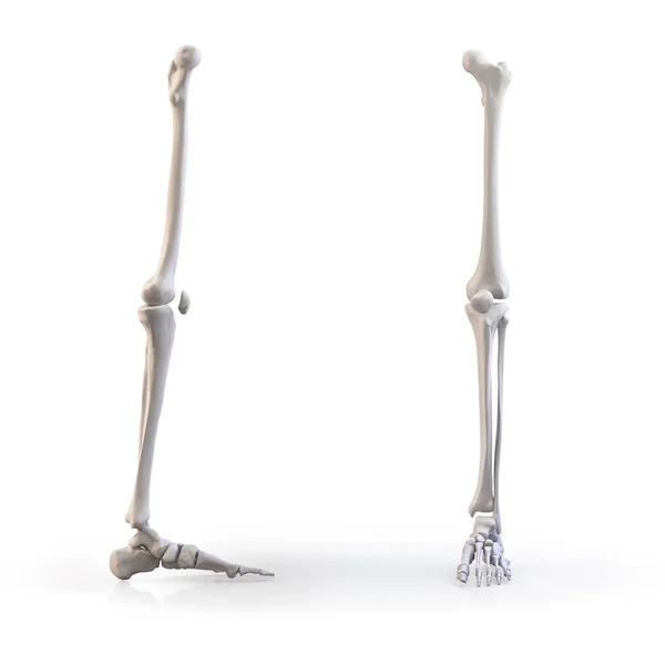 Mänsklig fot skelett ben isolerade — Stockfoto