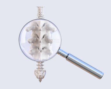 İnsan omurga vertebra anatomisi ile