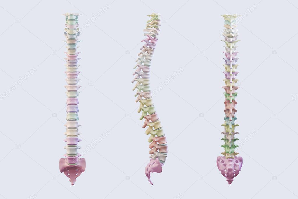 Human vertebrae anatomy. Colored spine