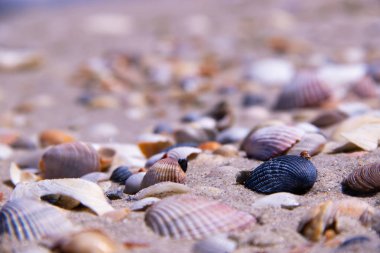 Sahil çeşitli kabukları ile kaplıdır