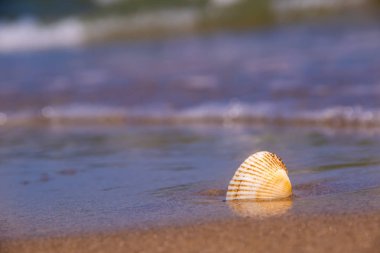 Kabuk güneşli havalarda kıyısında bir fırtına nedeniyle oluşur
