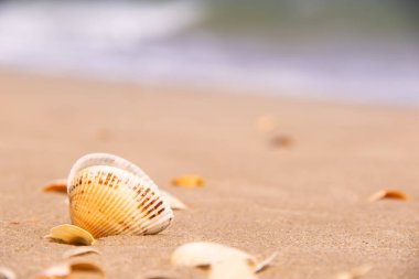 Plaj ve deniz kabukları mı arkasında