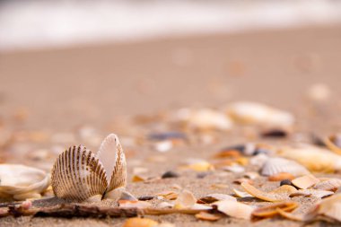 Bir çift güzel kabuk sahil ortasında dayak yemiş kabukları ile lime lime