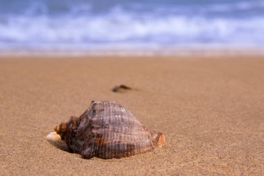 Güzel kabuk deniz kıyısında dalgaları arkasında yatıyor.