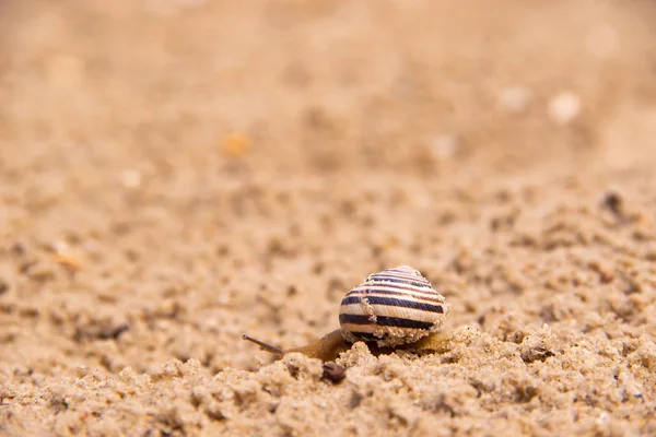 Lonely Snail is crawling in the sand after rain — Stock Photo, Image