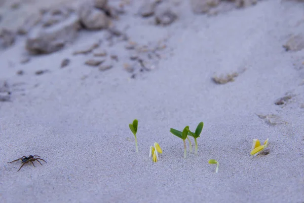 Onder de woestijnen in de droogte, de kiemen van de jonge plant ontkiemen in het zand — Stockfoto