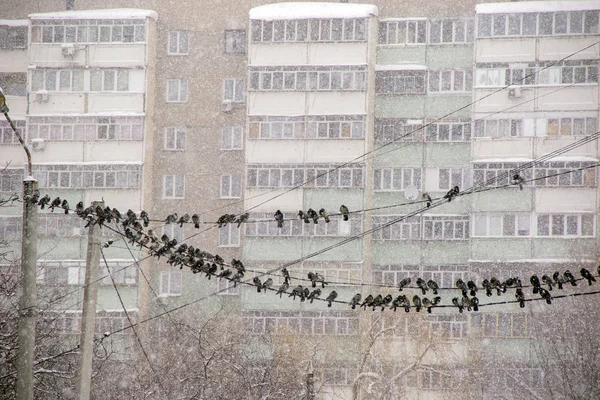 Group Pigeons Sitting Wires Background Dark Winter Sky Heavy Snowfall — Stock Photo, Image