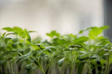 Bir genç yeşil fidan lahanası ve boşaltmak arka planda, organik tarım.