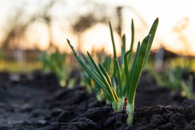 Soğan satırları. Arka planda günbatımı manzaralı kapatın. Sağlıklı gıda kavramı