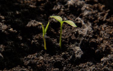 Yerden bir genç yeşil fidan lahanası