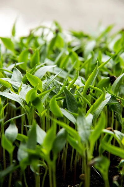 Een Jonge Groene Zaailingen Spruiten Opgroeien Uit Grond — Stockfoto