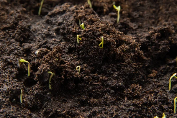 Uma Jovem Mudas Verdes Brota Chão Agricultura Biológica — Fotografia de Stock