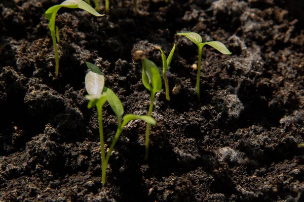 Een Jonge Groene Zaailingen Spruiten Uit Grond — Stockfoto