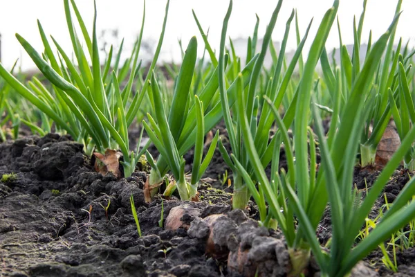 Jonge Lente Spruit Een Bed Biologisch Geteelde Uien Met Bieslook — Stockfoto