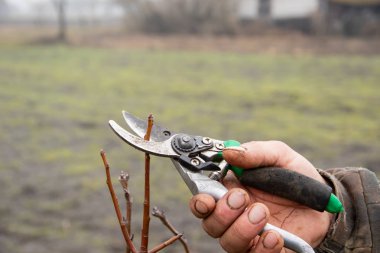 Komuta sizde budama elma ağacı. Kesme soluk kaynaklanıyor, hedge, dalları Bahçe aletleri, secateurs, makas. Bahçe, zor sonbahar eser.