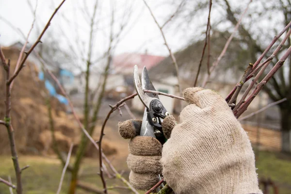 Trabajos Primavera Jardín Con Árboles Cómo Cuidar Adecuadamente Los Árboles — Foto de Stock
