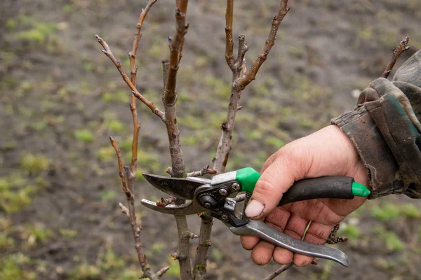 Poda Otoñal Los Árboles Muchacho Corta Con Tijera Rama Pera — Foto de Stock