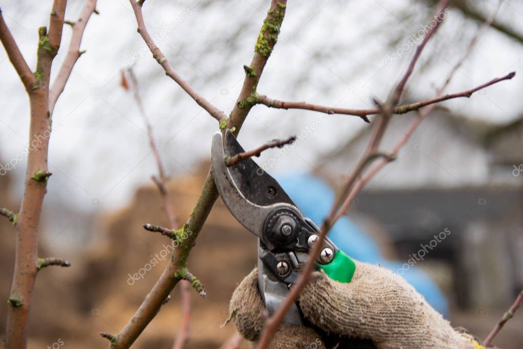 Gardener hand in glove trim the branches with garden scissors, properly care for trees spring work in garden