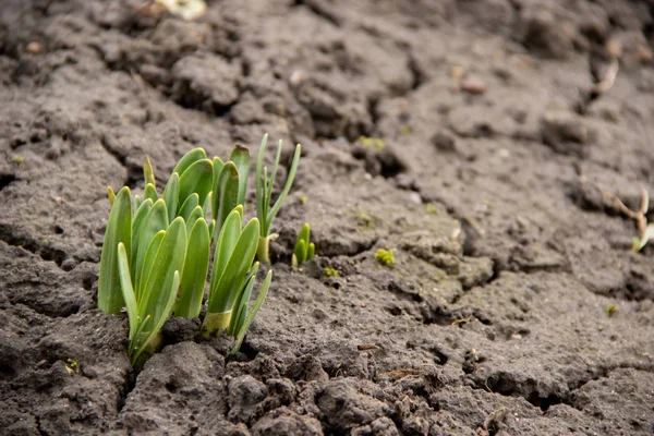 Jonge Groene Plant Schiet Einden Overal Bevroren Grond Het Voorjaar — Stockfoto