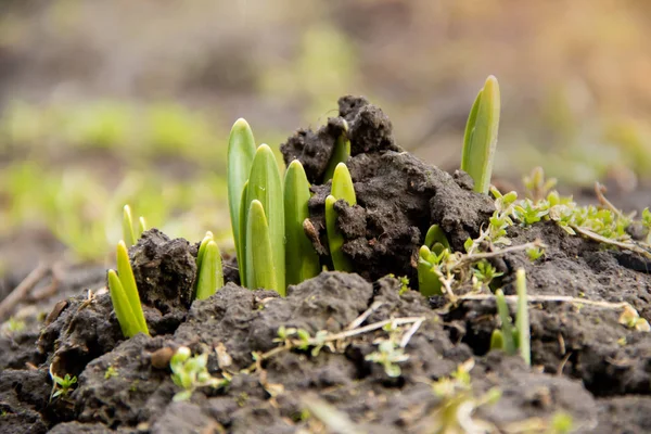 Jonge Groene Plant Schiet Einden Door Bevroren Grond Het Voorjaar — Stockfoto