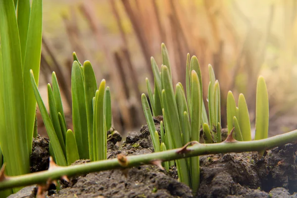 Young green flower shoots, the first spring planting, garden work. Green shoots on black ground, flower beds.