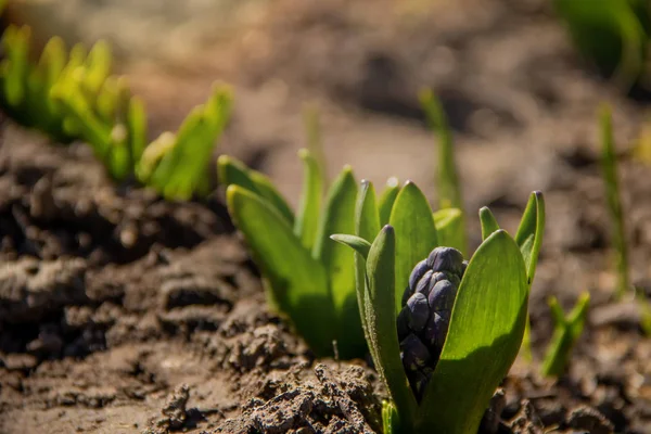 Hier Een Grote Verzameling Van Blauwe Hyacint Planten Die Uit — Stockfoto