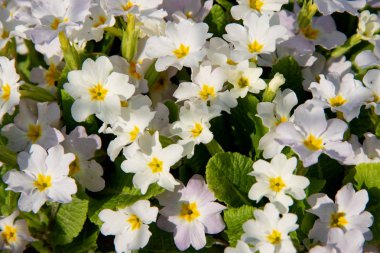 Yakın çekim sıcak güneş ışınları altında sarı çiçekli çuha çiçeği