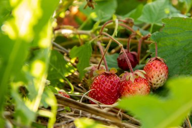 Bahçede yeşil yapraklar arasında kırmızı çilek
