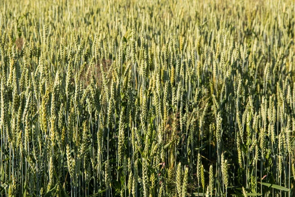 Зеленый пшеничный шипы на фоне голубого неба с облаком — стоковое фото