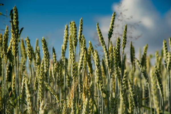 Green wheat spikes against the background of the blue sky with cloud