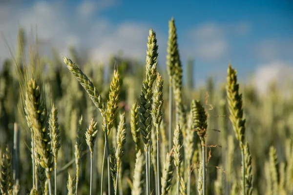 Groene tarwe spikes tegen de achtergrond van de blauwe hemel met cloud — Stockfoto