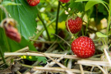 Bahçede yeşil yapraklar arasında parlak çilek