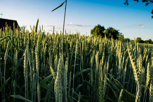 Groene tarwe spikes tegen de achtergrond van de blauwe hemel met cloud en groene boom — Stockfoto