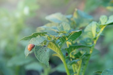 Ortada bir yaprak patates Colorado Patates böceği yiyor