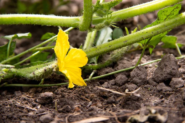 Bloem van komkommer in de tuin in de biologische boerderij — Stockfoto