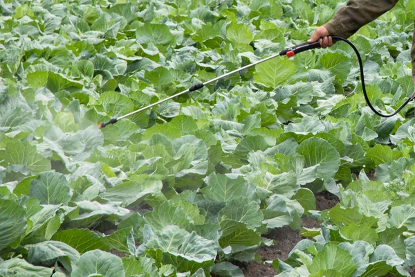 Um fazendeiro asperge o repolho em uma horta contra parasitas e insetos . — Fotografia de Stock