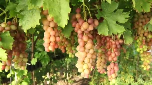 Trossen van zware rijpe rode druif met bloei in wijngaard — Stockvideo