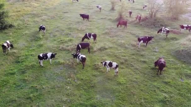 Aerial view of cows on pasture field, top view drone pov — Stock Video