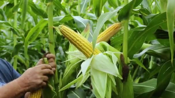 Mantenga las cabezas de maíz al sol en el campo. Concepto de agricultura ecológica — Vídeos de Stock