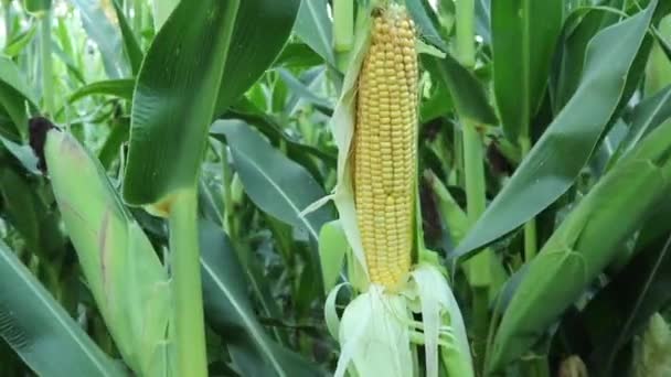Close up young corn on field and corn stalks in summer — Stock Video