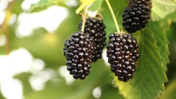 Giant juicy blackberries on a branch Organic blackberries farm — Stock Video