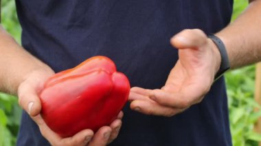 Bir erkek çiftçi güzel bir büyük kırmızı biber gösteriyor.
