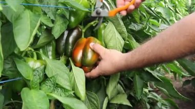 Erkek el hasat ve bir bahçecilik sera bitki kapalı kırmızı biber kesme