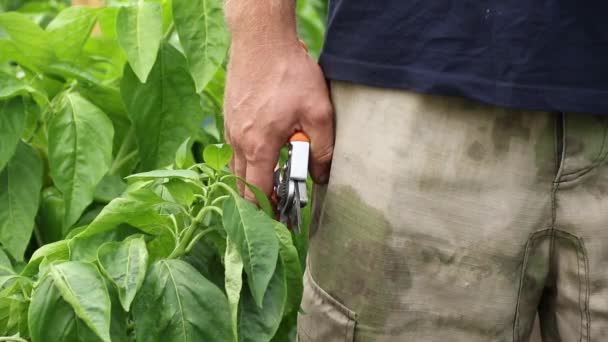 Farmář stojí uprostřed skleníku, který drží dvojici zahradních nůžek — Stock video