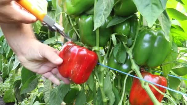 Männliche Hand erntet und schneidet rote Paprikas von der Pflanze in einem Gewächshaus für Gartenbau — Stockvideo