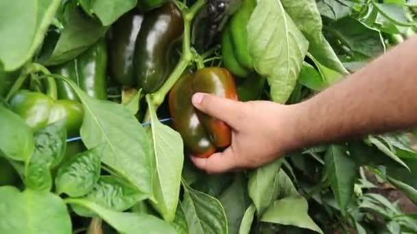 Raccolta manuale maschile e taglio di paprika rosse dalla pianta in una serra di orticoltura — Video Stock