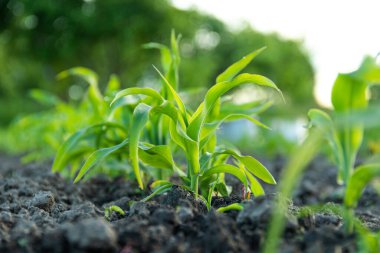Genç yeşil mısır tarlada güneş altında filizleniyor.